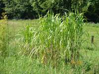 Produkt: Bambus-Essen Miscanthus Giganteus Riesen Chinaschilf