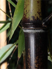 Bambus-Essen Detail Halmansicht bei der Umfaerbung.