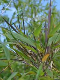 Bambus-Essen: Phyllostachys arcana Luteosulcata Bl�te 2014 in der N�he von K�ln - Ort: Essen