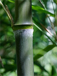 Bambus-Essen Phyllostachys atrovaginata - Detailansicht Halm nach dem Austrieb