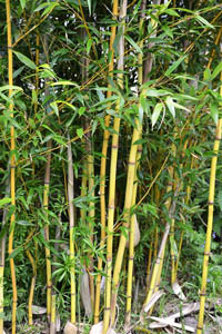 Bambus-Essen: Phyllostachys aureosulcata Aureocaulis mit neuen Halmen - Ort: Essen