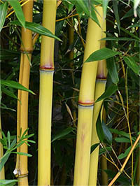 Bambus-Essen Detail vom Bambushalm der Sorte Phyllostachys aureosulcata Aureocaulis