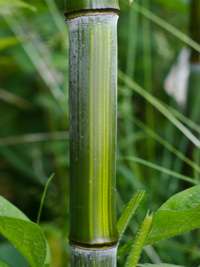 Bambus-Essen: Detailansicht vom Bambushalm Phyllostachys aureosulcata harbin - Ort: Essen