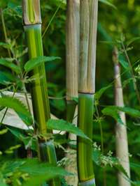 Bambus-Essen: Phyllostachys aureosulcata harbin - Ort: Essen
