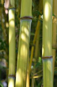 Produkt: Bambus-Essen Phyllostachys aureosulcata Harbin Inversa