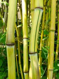 Bambus-Essen: Phyllostachys aureosulcata Harbin Inversa - Ort: Essen