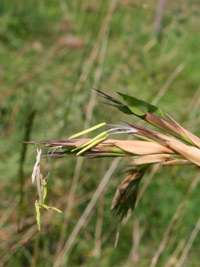 Bambus-Essen: Detailansicht der Bambusbl�te 2014 von Phyllostachys kwangsiensis - Ort: Essen