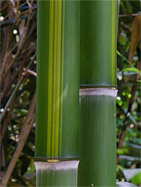 Bambus-Essen Halmzeichnung von der Bambussorte Phyllostachys vivax huangwenzhu