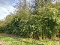 Bambus-Essen: Fargesia robusta campbell - Hecke - Ort: Essen