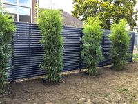 Bambus-Essen: Fargesia robusta campbell - Neupflanzung - Ort: Essen