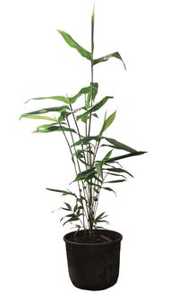 Bambus-Essen: Phyllostachys pubescens Moso - 10 Liter Topf 100 cm - Ort: Essen