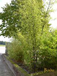 Bambus-Essen: Bambushain von Phyllostachys Nigra Punctata - Ort: Essen