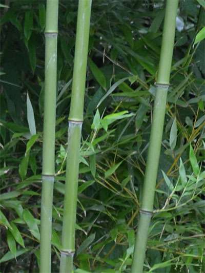 Bambus-Essen: Halmansicht von Phyllostachys bissetii - Ort: Essen