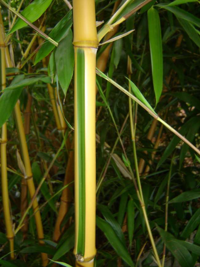Bambus-Essen: Phyllostachys bambusoides Castilloni - Detailansicht vom gelbem Halm mit gr�nem Sulcus - Ort: Essen