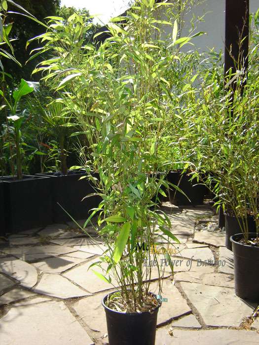 Bambus-Essen: Phyllostachys Mannii H�he ca. 80 cm - Ort: Essen
