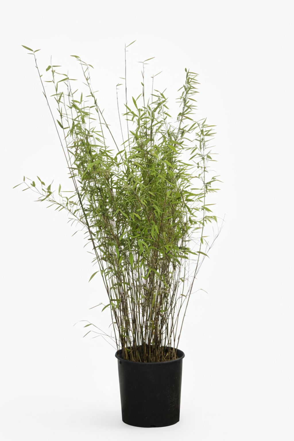 Bambus-Essen: Bambus Fargesia Nitida - 15 Liter - 120 cm - Ort: Essen