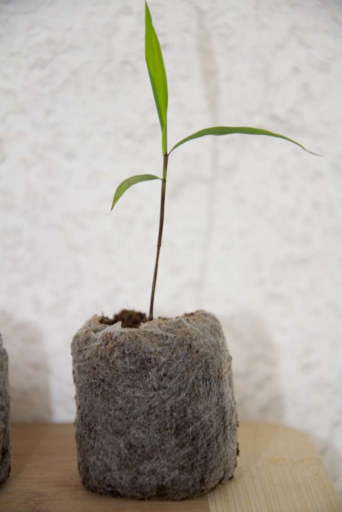 Bambus-Essen: Phyllostachys pubescens Moso - S�mling - Ort: Essen