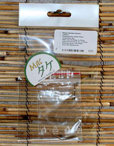 Bambus-Essen: Phyllostachys pubescens Moso - Ernte Oktober 2025 - Ort: Essen