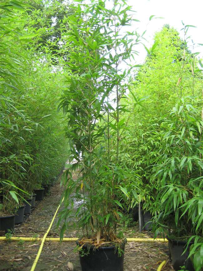 Bambus-Essen: Semiarundinaria fastuosa  - 20 Liter Topf - Ort: Essen