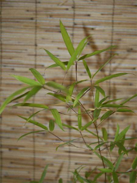 Bambus-Essen: Phyllostachys decora - Ort: Essen