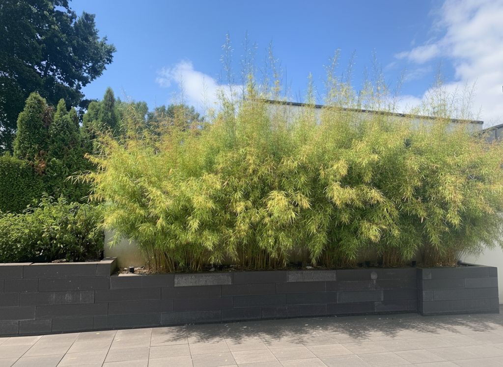 Bambus-Essen: Fargesia robusta campbell - Hecke - Ort: Essen