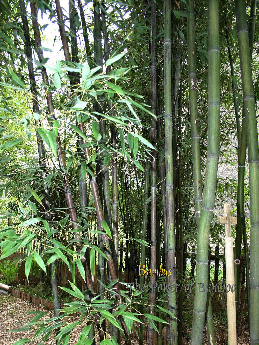 Bambus-Essen: Bambushain mit Phyllostachys nigra Boryana - Ort: Essen
