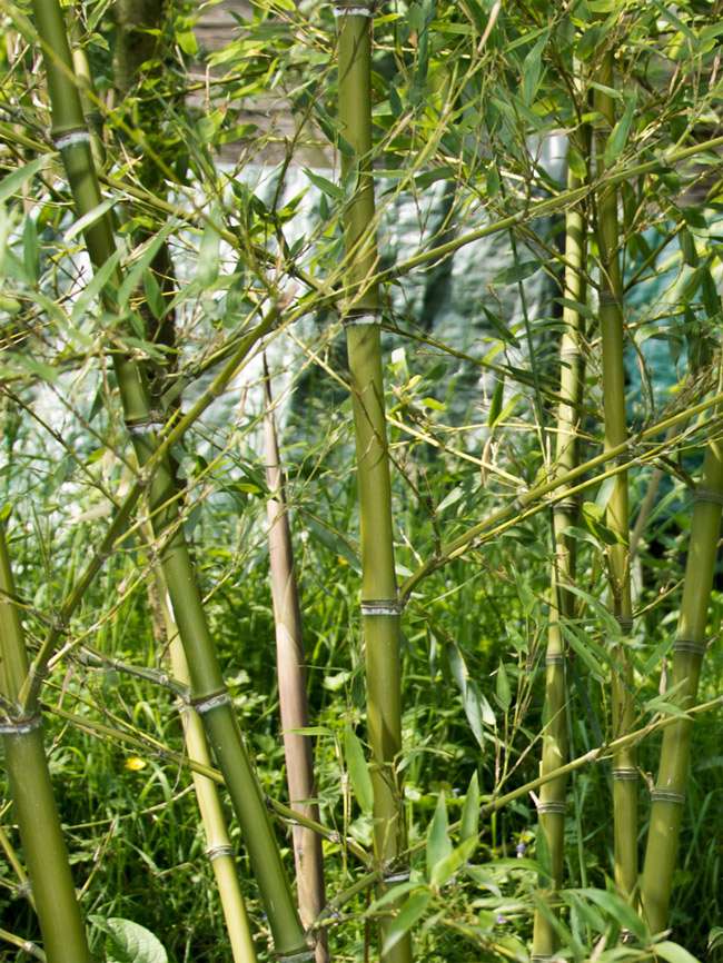 Bambus-Essen: Halmdetailansicht von Phyllostachys parvifolia mit dem charakteristische Halmreif unterhalb der Nodie - Ort: Essen