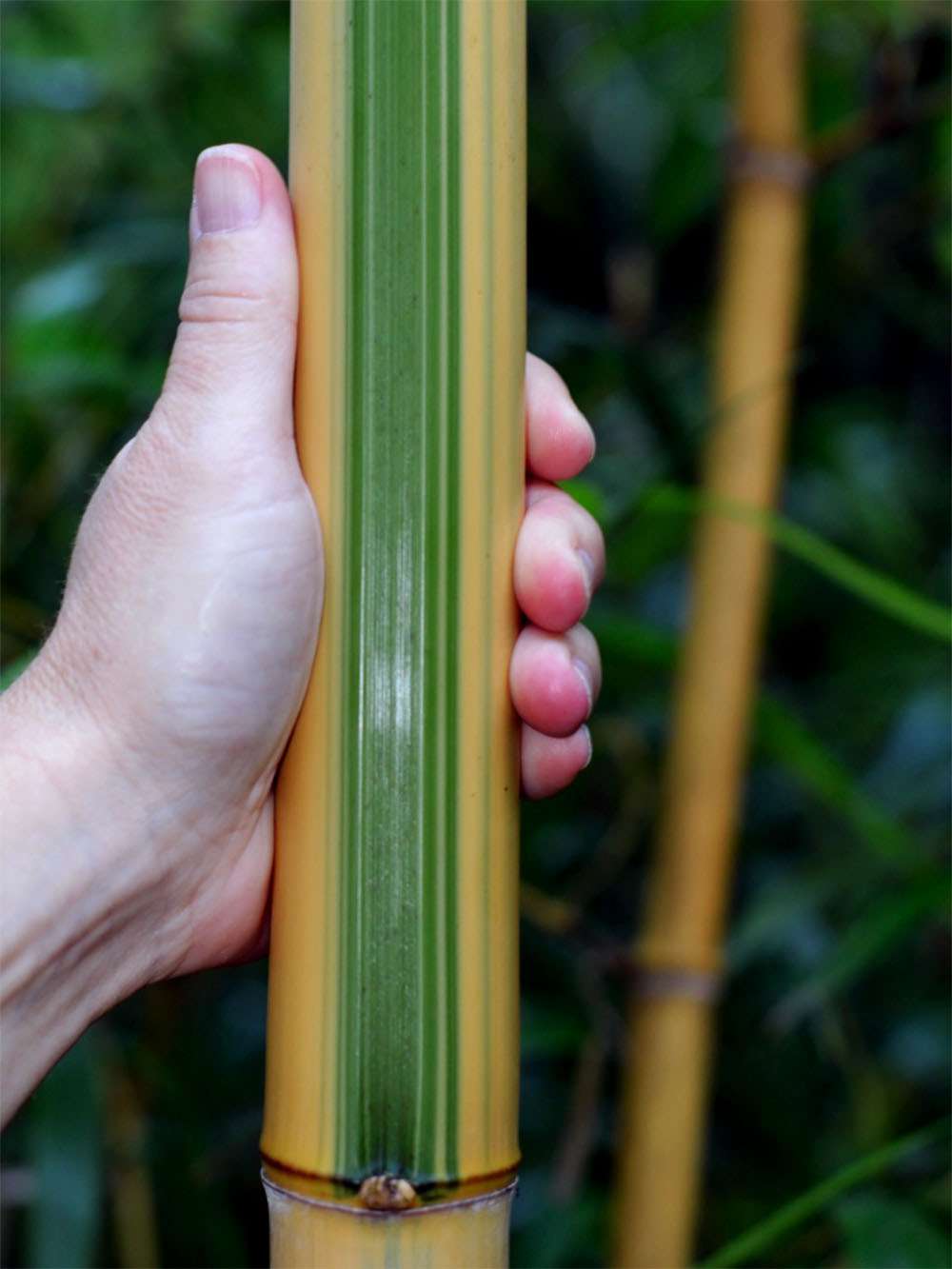 Bambus-Essen: Halmdetail von Phyllostachys vivax Huangwenzhu Inversa - Ort: Essen