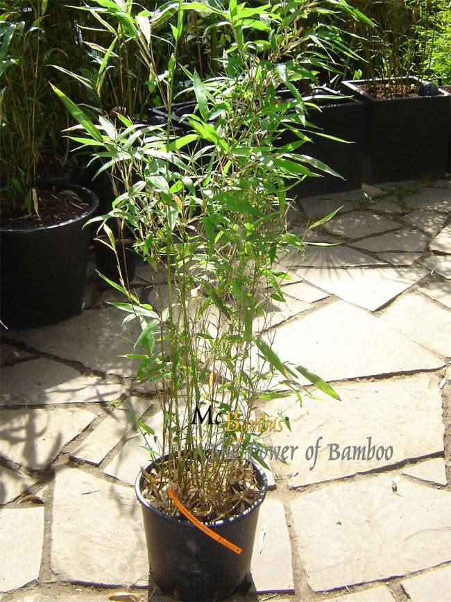 Bambus-Essen: Semiarundinaria makinoi - H�he ca. 100 cm - Ort: Essen