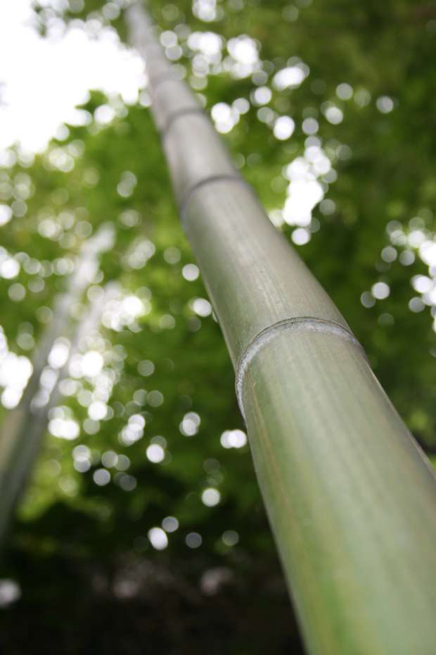 Bambus-Essen: Phyllostachys vivax McClure - Ort: Essen