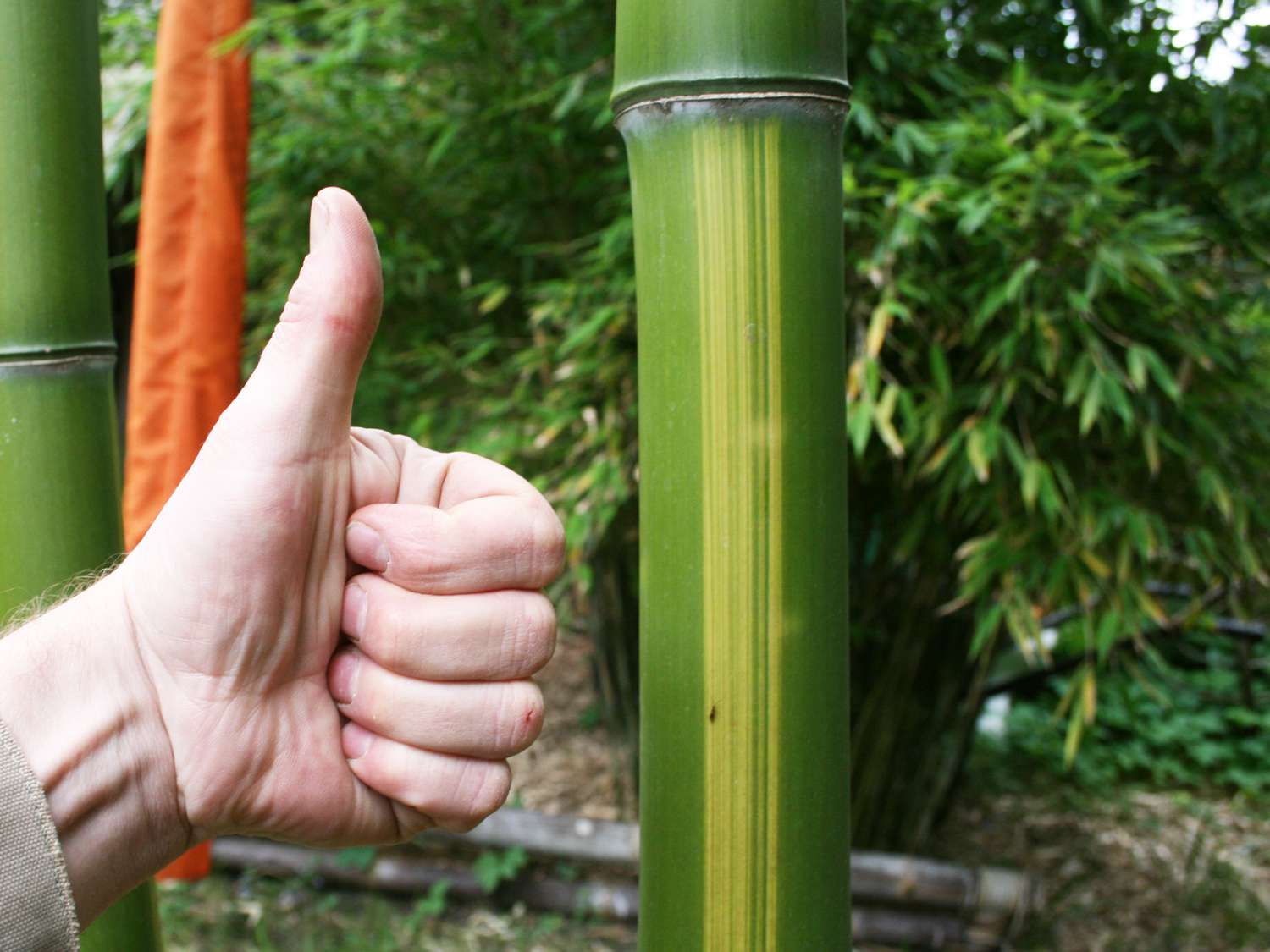 Bambus-Essen: Mc-Bambus Bambus D�nger - 3 Kg - Ort: Essen