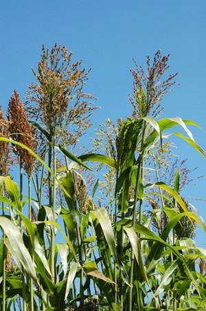 Bambus-Essen: Elefantengras - Ort: Essen