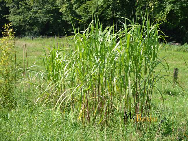 Bambus-Essen: Miscanthus Riesen Chinaschilf - 2-j�hrig - Ort: Essen