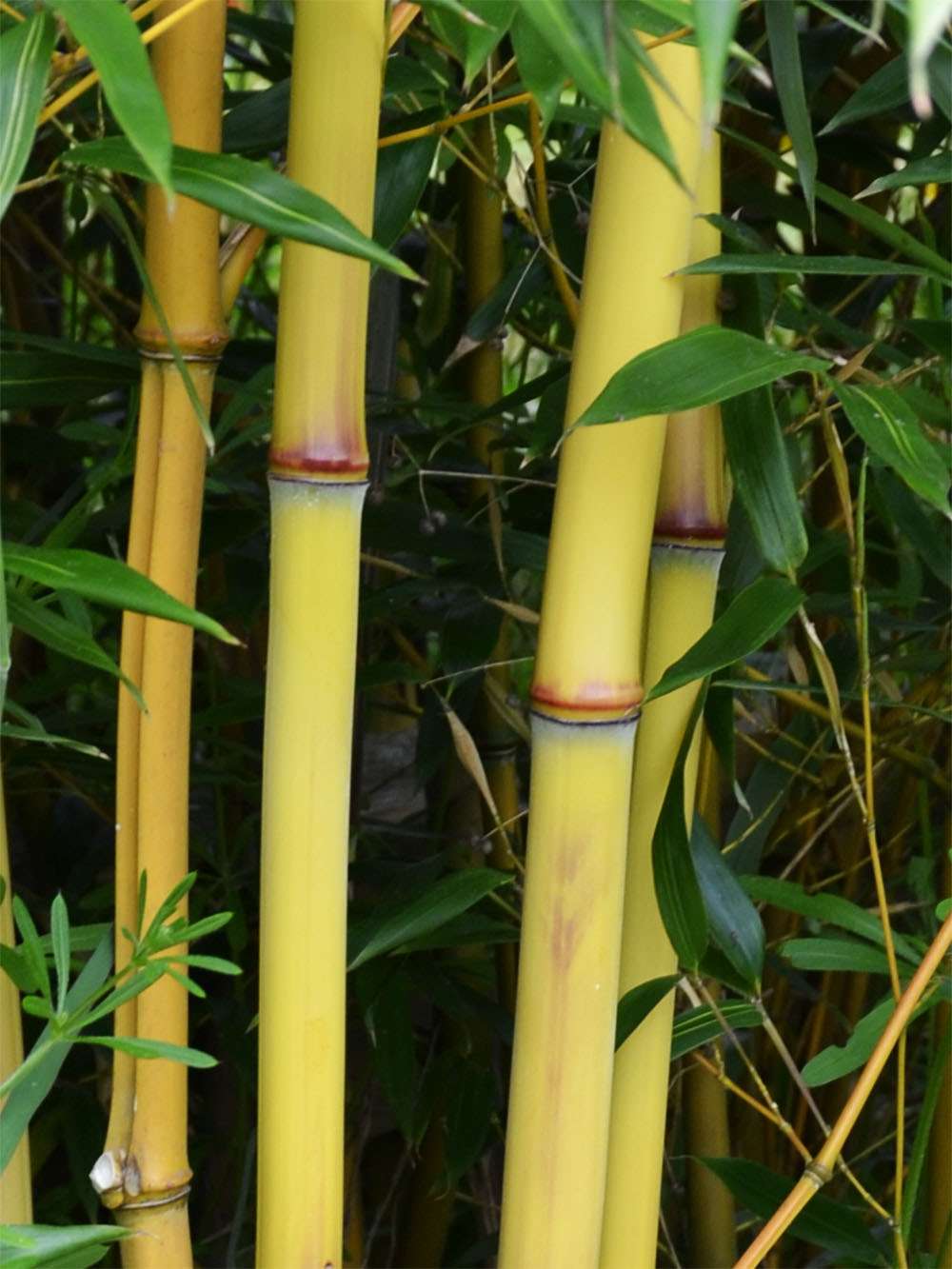 Bambus-Essen: Detail vom Bambushalm der Sorte Phyllostachys aureosulcata Aureocaulis - Ort: Essen