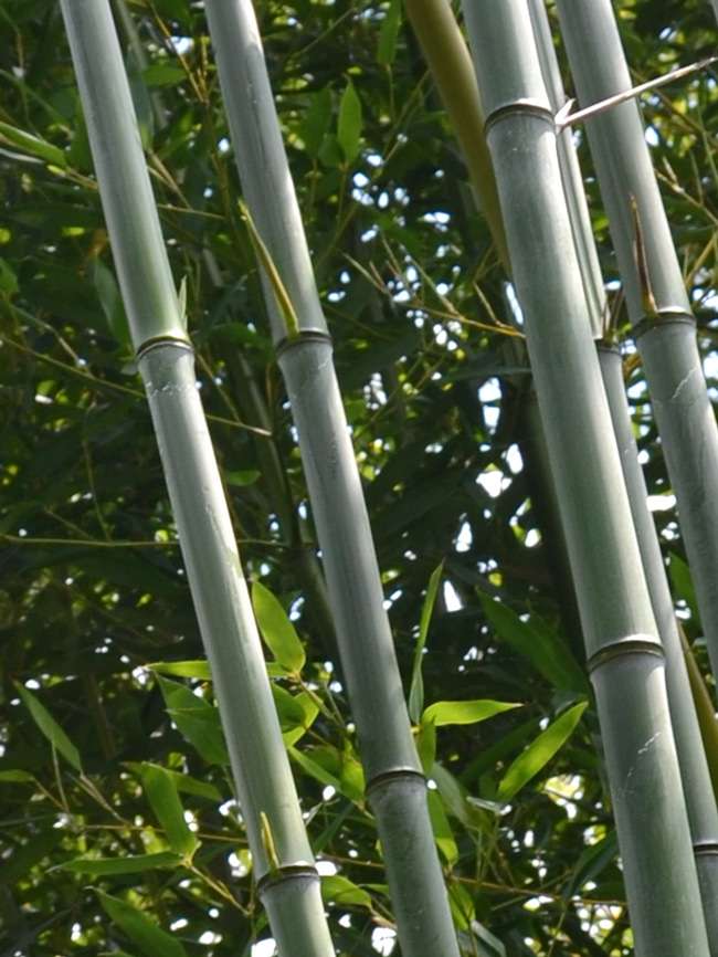 Bambus-Essen: Phyllostachys aureosulcata alata - typische olivfrbung der Halme - Ort: Essen