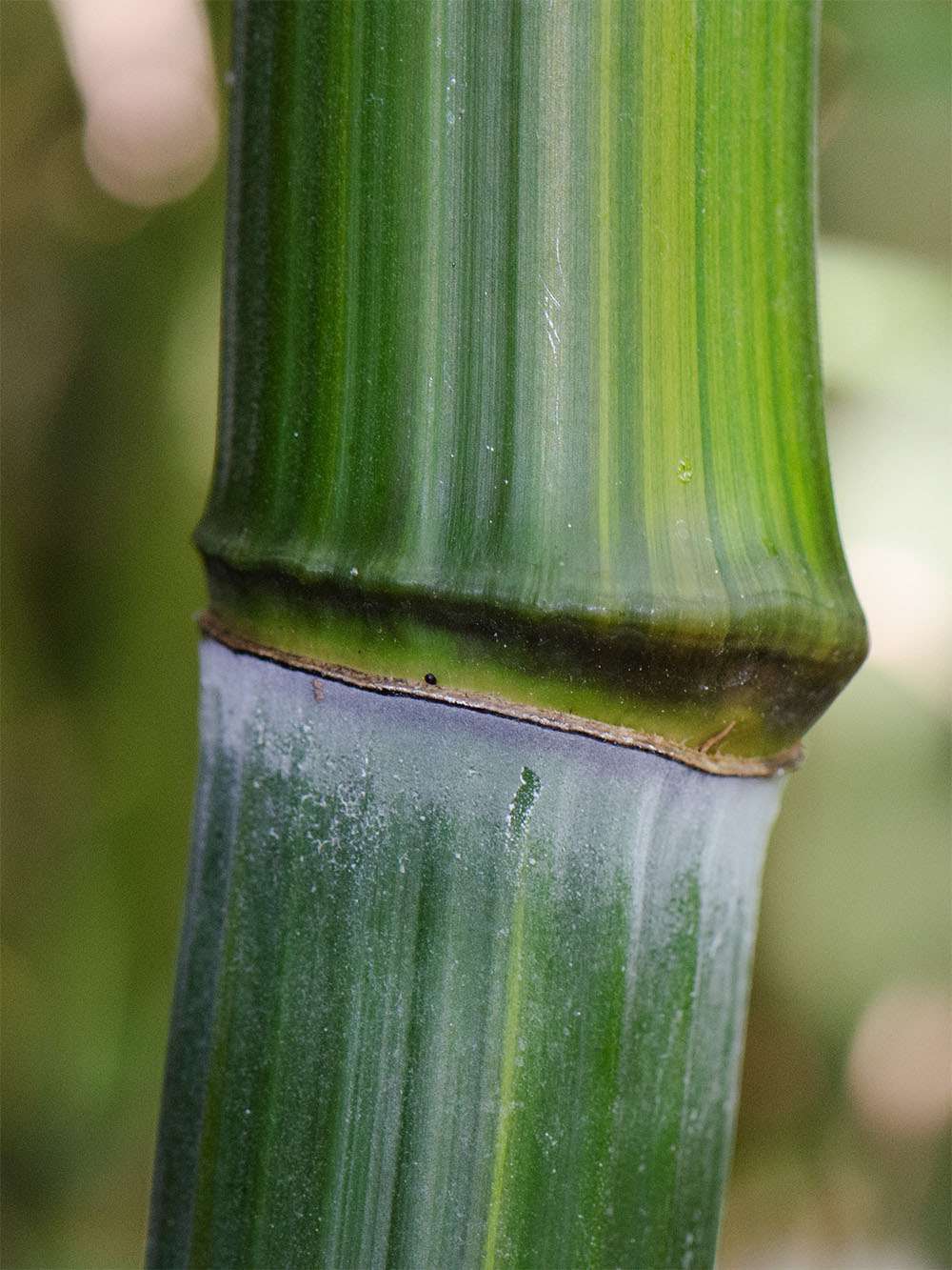 Bambus-Essen: Detailansicht vom Bambushalm Phyllostachys aureosulcata harbin - Ort: Essen