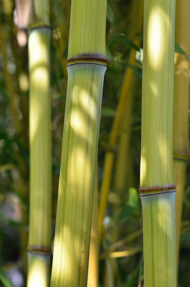 Bambus-Essen: Detailansicht vom Bambushalm Phyllostachys aureosulcata harbin inversa - Ort: Essen