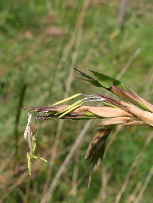 Bambus-Essen: Detailansicht der Bambusbl�te 2014 von Phyllostachys kwangsiensis - Ort: Essen