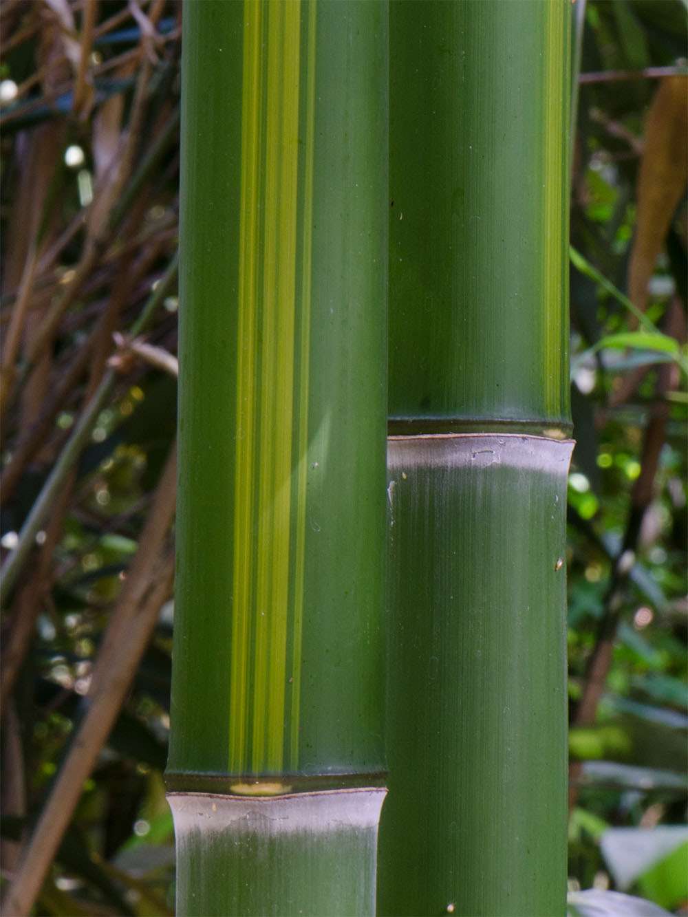 Bambus-Essen: Halmzeichnung von der Bambussorte Phyllostachys vivax huangwenzhu - Ort: Essen