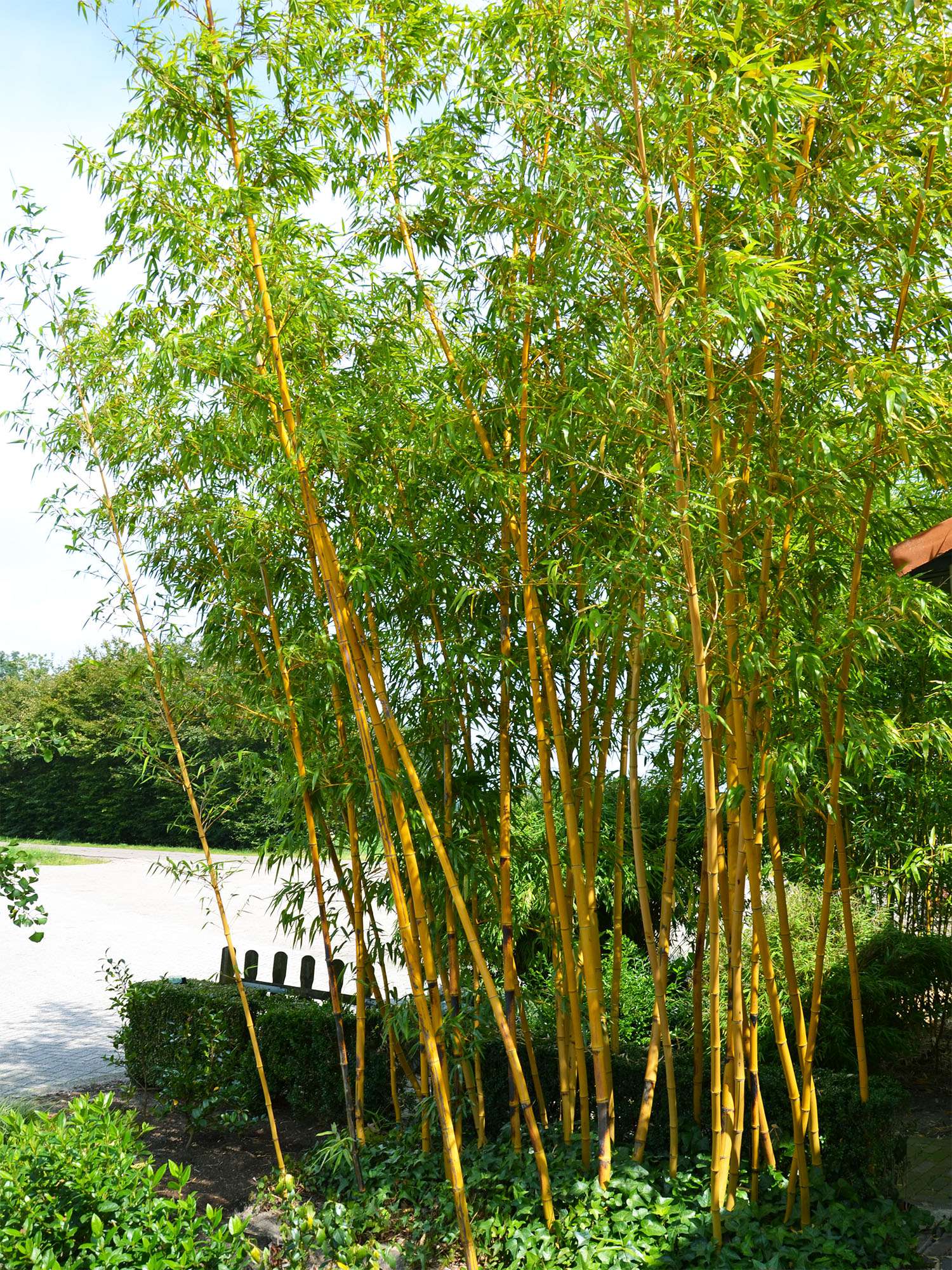 Bambus-Essen: Aufnahme von Phyllostachys vivax aureocaulis - Ort: Essen