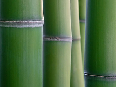 Bambus-Essen Phyllostachys