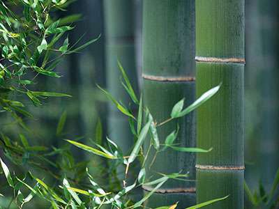 Bambus-Essen Phyllostachys