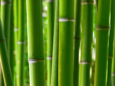 Bambus-Essen Semiarundinaria