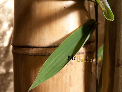 Bambus-Essen Bambuspflanzstäbe