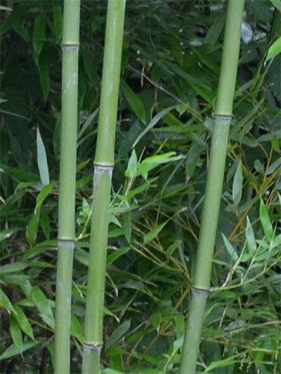 Phyllostachys bissetii
