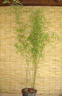 Fargesia (Borinda) angustissima