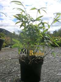 Phyllostachys Tip Top varioauriculata