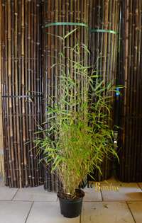Bambus Fargesia nitida Great Wall