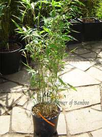 Semiarundinaria makinoi