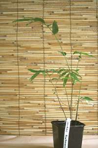Dendrocalamus membranaceus - May Sang Bamboo